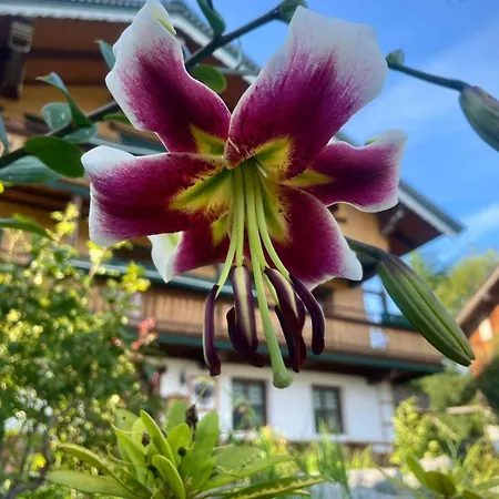 Hitscherhof - Abart *